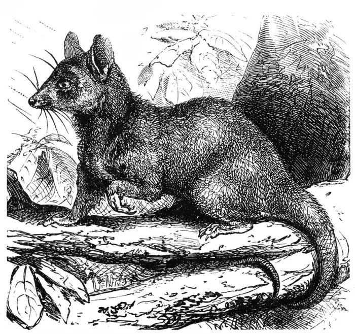 Framed Print : Grey opossum (Didelphys cinerea) Framed Print : Grey opossum (Didelphys cinerea)