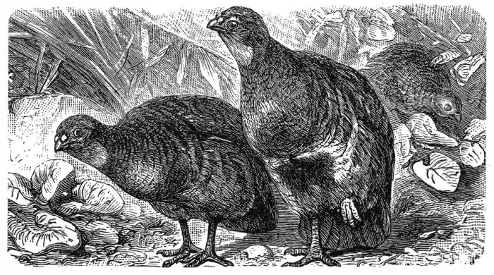 Framed Print : Grey partridge and red-legged partridge Framed Print : Grey partridge and red-legged partridge