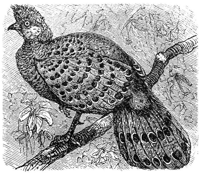 Framed Print : Grey Peacock-Pheasant old illustration (Polyplectron bicalcaratum) Framed Print : Grey Peacock-Pheasant old illustration (Polyplectron bicalcaratum)