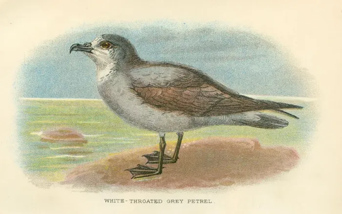 Framed Print : Grey Petrel dd birds from Great Britain 1897 Framed Print : Grey Petrel dd birds from Great Britain 1897