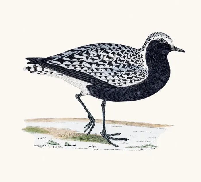 Framed Print : Grey Plover