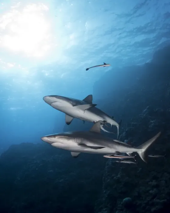 Framed Print : Grey Reef Sharks at Osprey Reef Framed Print : Grey Reef Sharks at Osprey Reef
