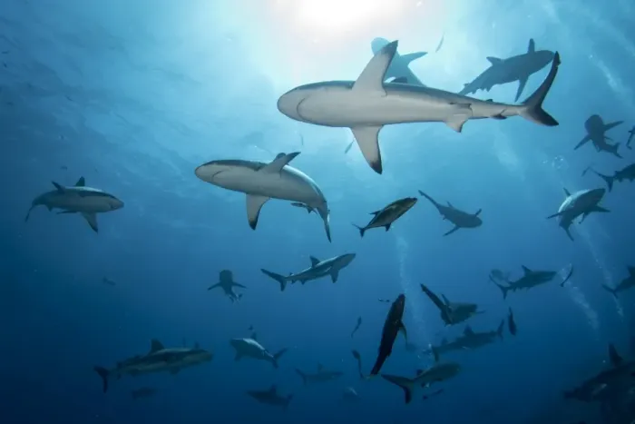 Framed Print : Grey Reef Sharks at Osprey Reef Framed Print : Grey Reef Sharks at Osprey Reef