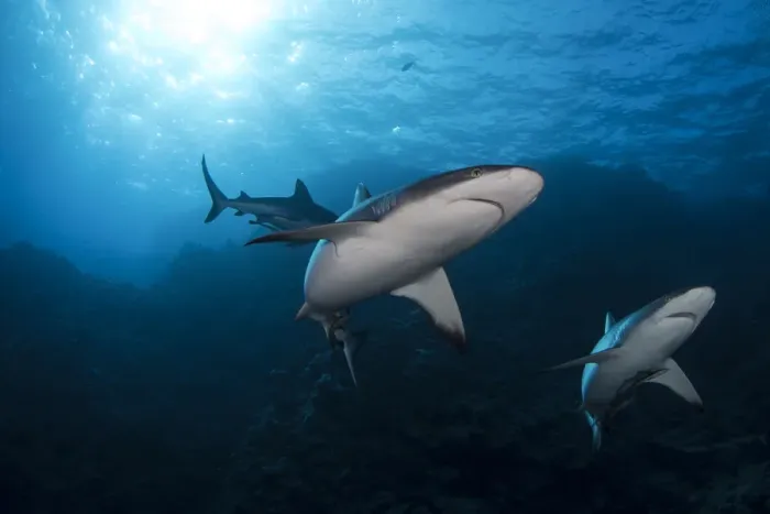 Framed Print : Grey Reef Sharks at Osprey Reef Framed Print : Grey Reef Sharks at Osprey Reef