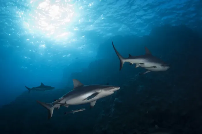 Framed Print : Grey Reef Sharks at Osprey Reef Framed Print : Grey Reef Sharks at Osprey Reef