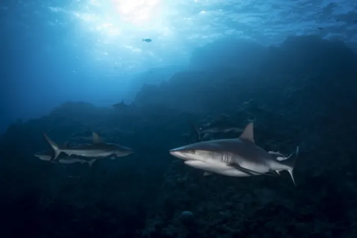 Framed Print : Grey Reef Sharks at Osprey Reef Framed Print : Grey Reef Sharks at Osprey Reef