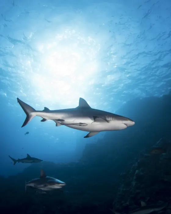 Framed Print : Grey Reef Sharks at Osprey Reef Framed Print : Grey Reef Sharks at Osprey Reef