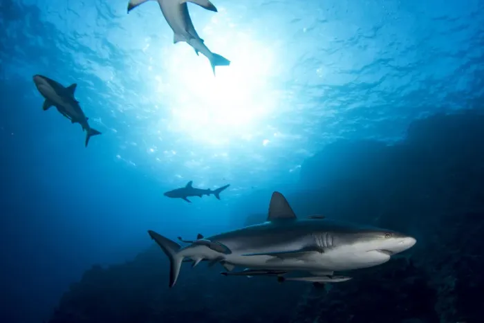 Framed Print : Grey Reef Sharks at Osprey Reef Framed Print : Grey Reef Sharks at Osprey Reef