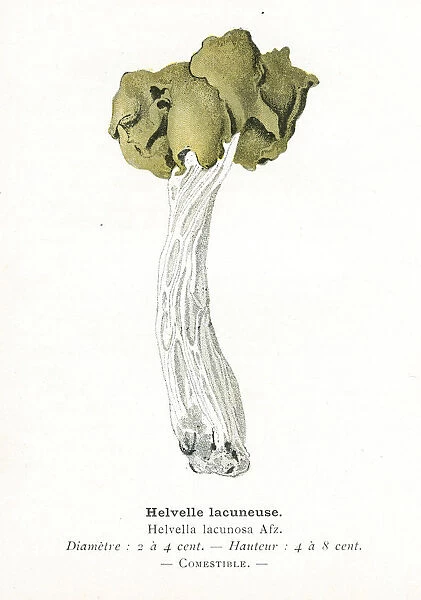 Grey saddle mushroom engraving 1895