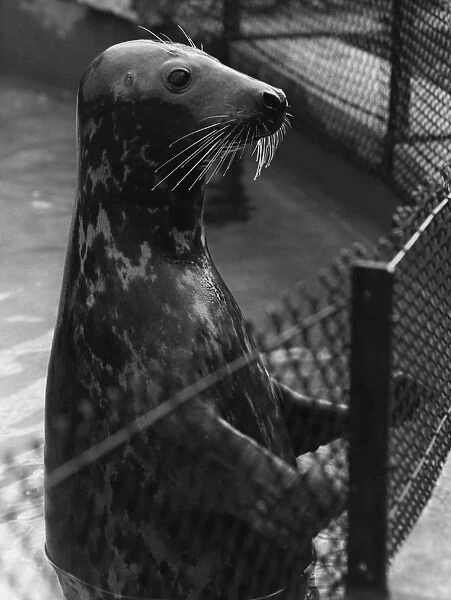 Grey Seal. A grey seal waiting for the arrival of a meal of fish in his pool at London Zoo