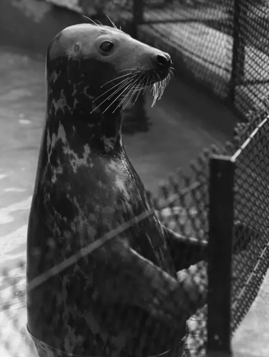 Framed Print : Grey Seal. A grey seal waiting for the arrival of a meal of fish in his pool at London Zoo Framed Print : Grey Seal. A grey seal waiting for the arrival of a meal of fish in his pool at London Zoo