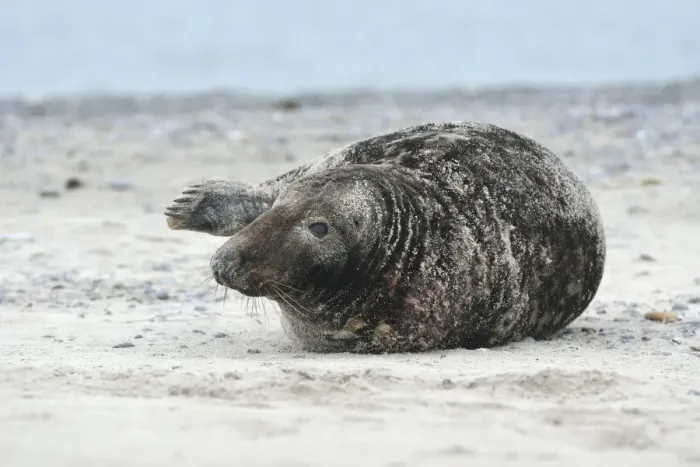 Framed Print : Grey Seal -Halichoerus grypus-, on the beach, Dune island, Helgoland, Schleswig-Holstein, Germany Framed Print : Grey Seal -Halichoerus grypus-, on the beach, Dune island, Helgoland, Schleswig-Holstein, Germany