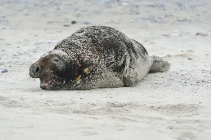 Framed Print : Grey Seal -Halichoerus grypus-, on the beach, Dune island, Helgoland, Schleswig-Holstein, Germany Framed Print : Grey Seal -Halichoerus grypus-, on the beach, Dune island, Helgoland, Schleswig-Holstein, Germany