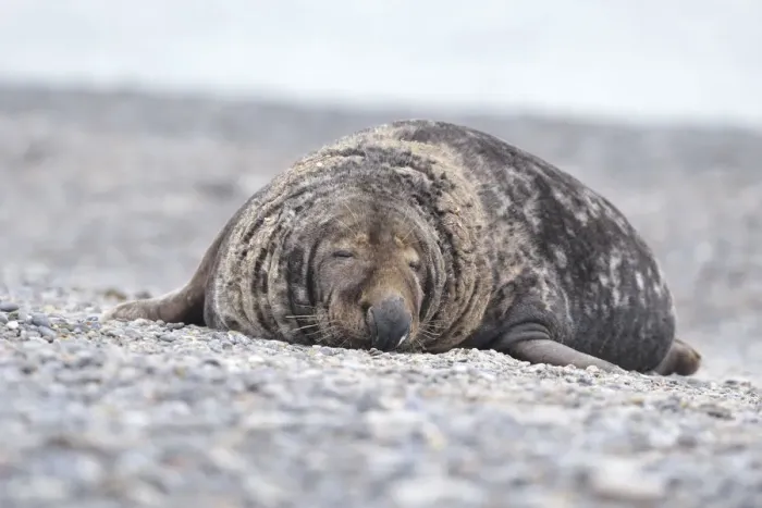 Framed Print : Grey Seal -Halichoerus grypus-, male on the beach, Dune island, Helgoland, Schleswig-Holstein, Germany Framed Print : Grey Seal -Halichoerus grypus-, male on the beach, Dune island, Helgoland, Schleswig-Holstein, Germany