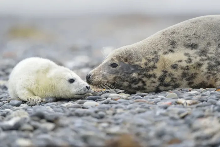 Framed Print : Grey Seal -Halichoerus grypus-, female with pup on the beach, Dune island, Helgoland, Schleswig-Holstein, Germany
