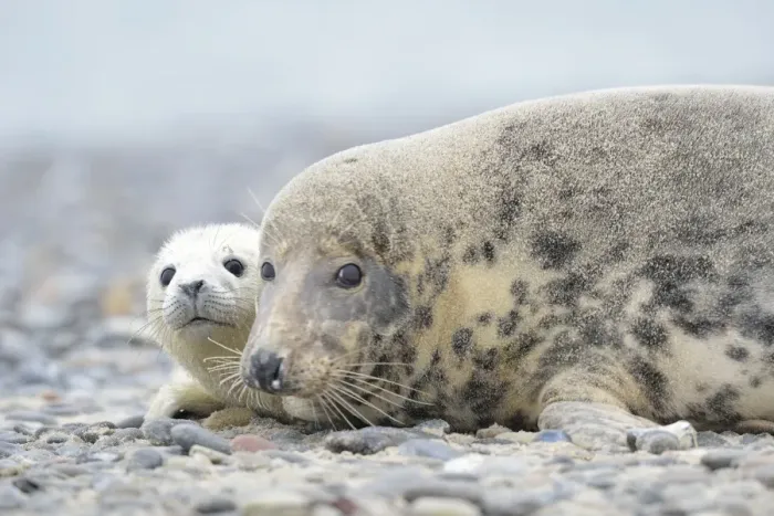 Framed Print : Grey Seal -Halichoerus grypus-, female with pup on the beach, Dune island, Helgoland, Schleswig-Holstein, Germany Framed Print : Grey Seal -Halichoerus grypus-, female with pup on the beach, Dune island, Helgoland, Schleswig-Holstein, Germany
