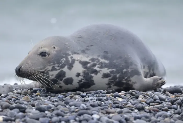 Framed Print : Grey Seal -Halichoerus grypus-, female, on the beach, Dune island, Helgoland, Schleswig-Holstein, Germany Framed Print : Grey Seal -Halichoerus grypus-, female, on the beach, Dune island, Helgoland, Schleswig-Holstein, Germany