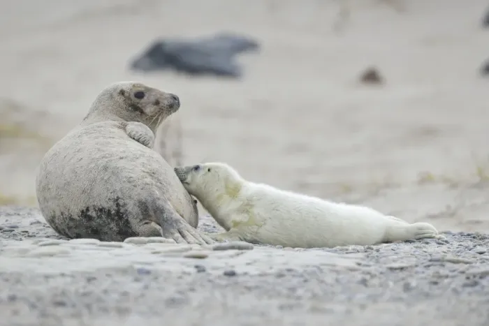 Framed Print : Grey Seal -Halichoerus grypus-, female with pup suckling, on the beach, Dune island, Helgoland, Schleswig-Holstein, Germany Framed Print : Grey Seal -Halichoerus grypus-, female with pup suckling, on the beach, Dune island, Helgoland, Schleswig-Holstein, Germany