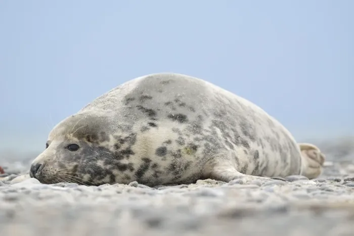 Framed Print : Grey Seal -Halichoerus grypus-, female, on the beach, Dune island, Helgoland, Schleswig-Holstein, Germany Framed Print : Grey Seal -Halichoerus grypus-, female, on the beach, Dune island, Helgoland, Schleswig-Holstein, Germany