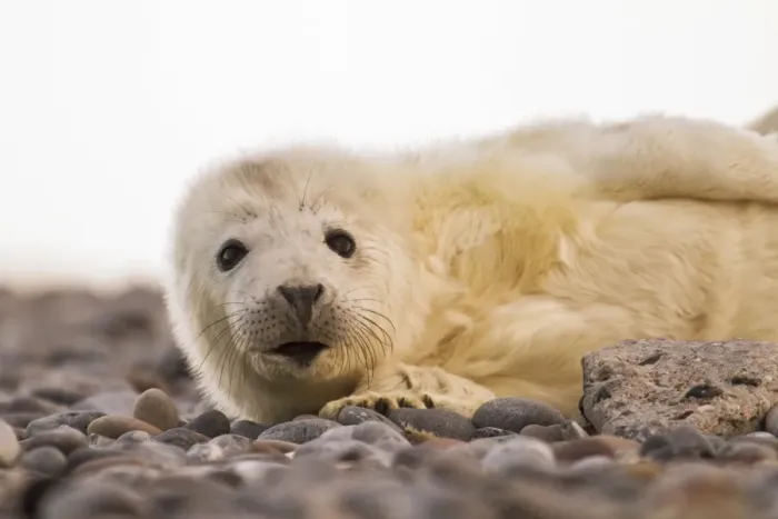Framed Print : Grey Seal -Halichoerus grypus-, pup, Helgoland, Schleswig-Holstein, Germany