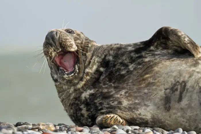 Framed Print : Grey Seal -Halichoerus grypus-, yawning, Helgoland, Schleswig-Holstein, Germany Framed Print : Grey Seal -Halichoerus grypus-, yawning, Helgoland, Schleswig-Holstein, Germany