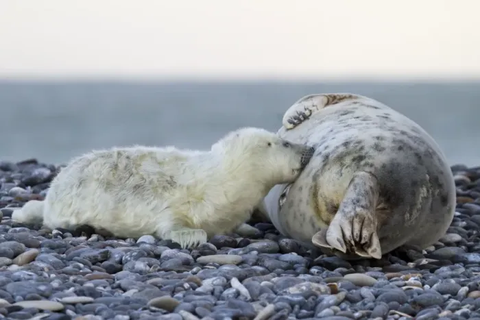 Framed Print : Grey Seal -Halichoerus grypus-, pup is nursed by mother seal, Helgoland, Schleswig-Holstein, Germany Framed Print : Grey Seal -Halichoerus grypus-, pup is nursed by mother seal, Helgoland, Schleswig-Holstein, Germany
