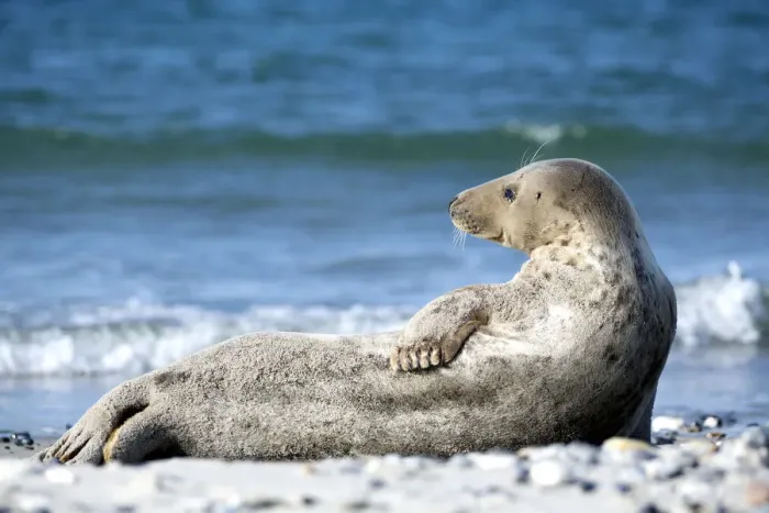 Framed Print : Grey Seal -Halichoerus grypus- on the beach, Heligoland, Schleswig-Holstein, Germany