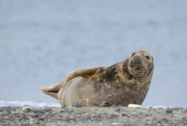 Grey Seal -Halichoerus grypus- on the beach, Dune island, Helgoland, Schleswig-Holstein, Germany