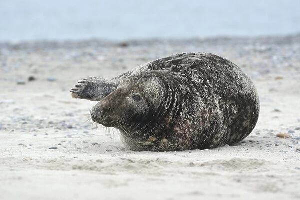 Grey Seal -Halichoerus grypus-, on the beach, Dune island, Helgoland, Schleswig-Holstein, Germany