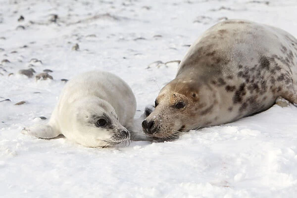 Grey Seal -Halichoerus grypus- with a cub, Helgoland Dunes, Schleswig-Holstein, Germany, Europe