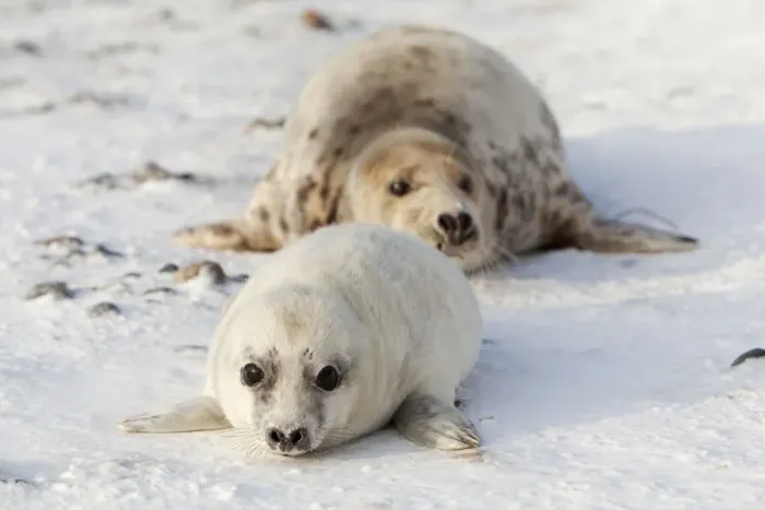 Framed Print : Grey Seal -Halichoerus grypus- with a cub, Helgoland Dunes, Schleswig-Holstein, Germany, Europe Framed Print : Grey Seal -Halichoerus grypus- with a cub, Helgoland Dunes, Schleswig-Holstein, Germany, Europe