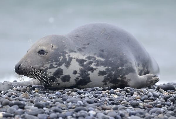 Grey Seal -Halichoerus grypus-, female, on the beach, Dune island, Helgoland, Schleswig-Holstein, Germany
