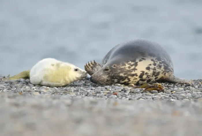 Framed Print : Grey Seal -Halichoerus grypus- female with pup, on the beach, Dune island, Helgoland, Schleswig-Holstein, Germany Framed Print : Grey Seal -Halichoerus grypus- female with pup, on the beach, Dune island, Helgoland, Schleswig-Holstein, Germany