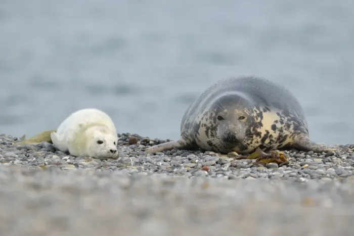 Framed Print : Grey Seal -Halichoerus grypus- female with pup, on the beach, Dune island, Helgoland, Schleswig-Holstein, Germany Framed Print : Grey Seal -Halichoerus grypus- female with pup, on the beach, Dune island, Helgoland, Schleswig-Holstein, Germany