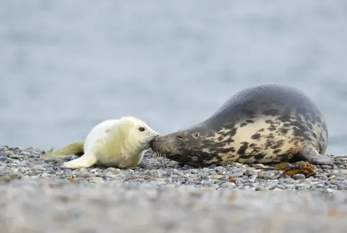 Framed Print : Grey Seal -Halichoerus grypus- female with pup, on the beach, Dune island, Helgoland, Schleswig-Holstein, Germany Framed Print : Grey Seal -Halichoerus grypus- female with pup, on the beach, Dune island, Helgoland, Schleswig-Holstein, Germany