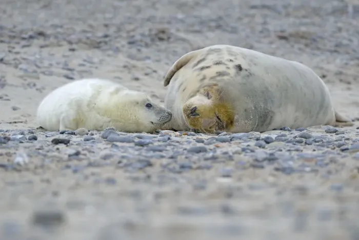 Framed Print : Grey Seal -Halichoerus grypus- female with pup, on the beach, Dune island, Helgoland, Schleswig-Holstein, Germany Framed Print : Grey Seal -Halichoerus grypus- female with pup, on the beach, Dune island, Helgoland, Schleswig-Holstein, Germany