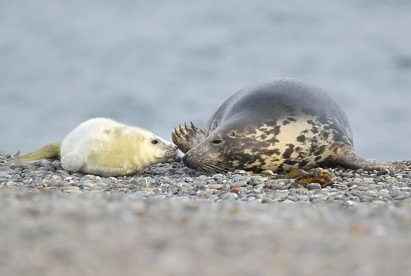 Grey Seal -Halichoerus grypus- female with pup, on the beach, Dune island, Helgoland, Schleswig-Holstein, Germany