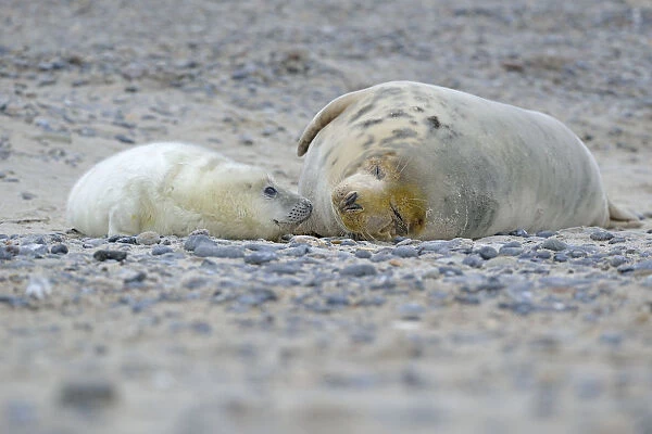 Grey Seal -Halichoerus grypus- female with pup, on the beach, Dune island, Helgoland, Schleswig-Holstein, Germany