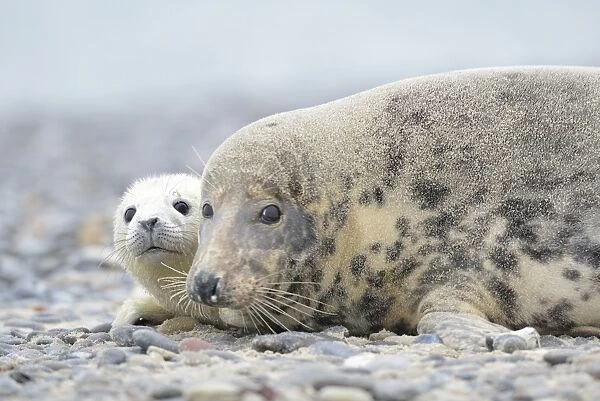 Grey Seal -Halichoerus grypus-, female with pup on the beach, Dune island, Helgoland, Schleswig-Holstein, Germany