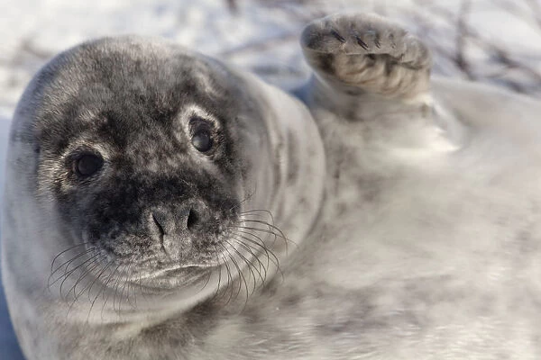 Grey seal -Halichoerus grypus-, Helgoland, Schleswig-Holstein, Germany, Europe