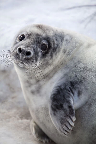 Grey Seal -Halichoerus grypus-, Helgoland Dunes, Schleswig-Holstein, Germany, Europe