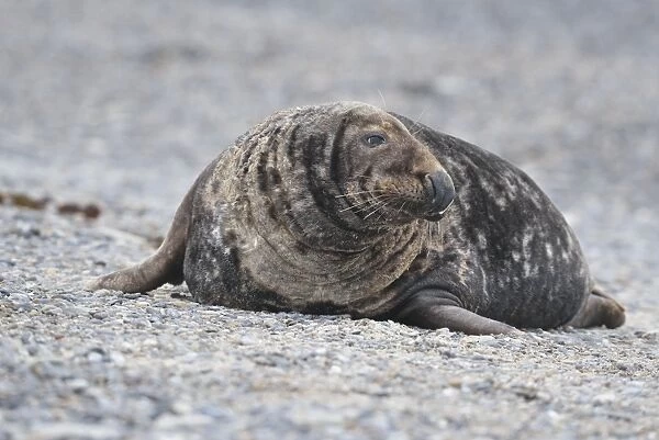 Grey Seal -Halichoerus grypus-, male on the beach, Dune island, Helgoland, Schleswig-Holstein, Germany