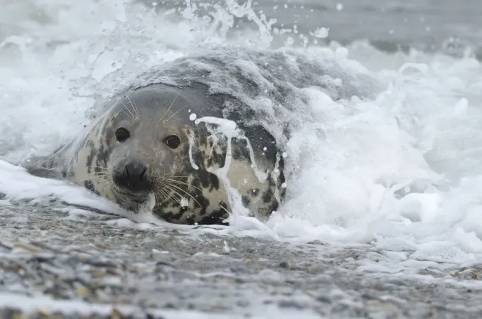 Framed Print : Grey Seal -Halichoerus grypus- in the surf at the beach, Dune island, Helgoland, Schleswig-Holstein, Germany Framed Print : Grey Seal -Halichoerus grypus- in the surf at the beach, Dune island, Helgoland, Schleswig-Holstein, Germany