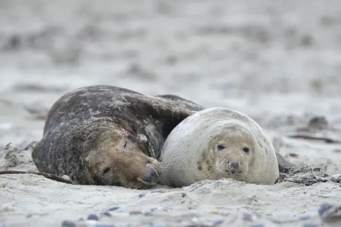 Framed Print : Grey seals -Halichoerus grypus- on the beach, mating, Dune island, Helgoland, Schleswig-Holstein, Germany Framed Print : Grey seals -Halichoerus grypus- on the beach, mating, Dune island, Helgoland, Schleswig-Holstein, Germany