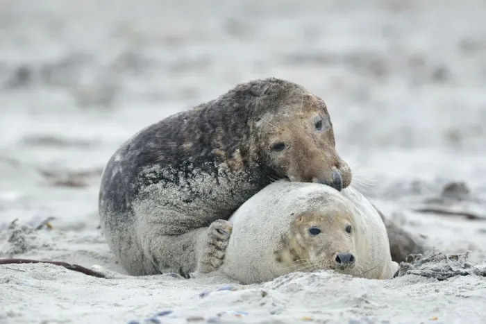 Framed Print : Grey seals -Halichoerus grypus- on the beach, mating, Dune island, Helgoland, Schleswig-Holstein, Germany Framed Print : Grey seals -Halichoerus grypus- on the beach, mating, Dune island, Helgoland, Schleswig-Holstein, Germany