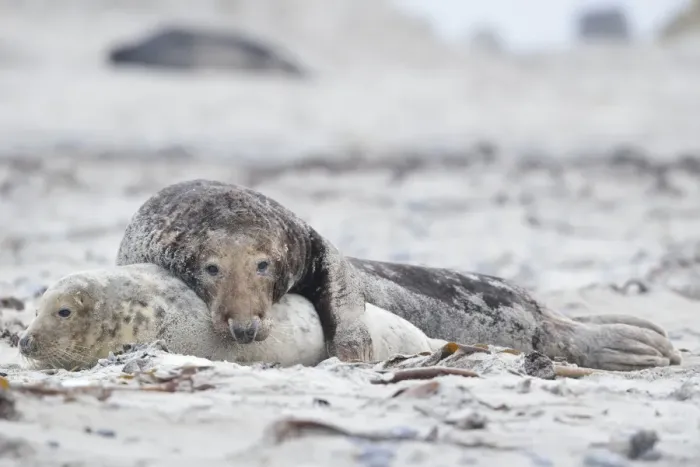 Framed Print : Grey seals -Halichoerus grypus- on the beach, mating, Dune island, Helgoland, Schleswig-Holstein, Germany Framed Print : Grey seals -Halichoerus grypus- on the beach, mating, Dune island, Helgoland, Schleswig-Holstein, Germany