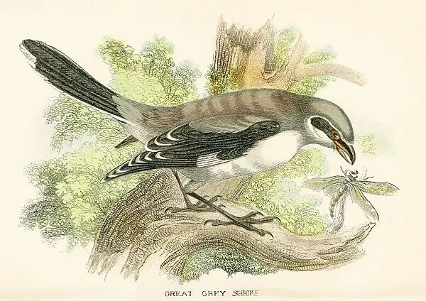 Grey shrike engraving 1896