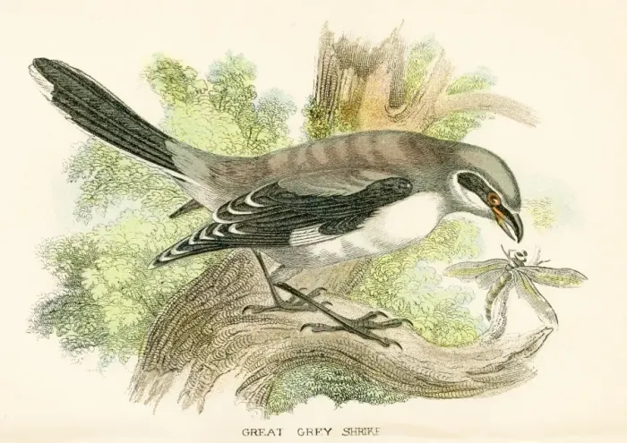 Framed Print : Grey shrike engraving 1896 Framed Print : Grey shrike engraving 1896