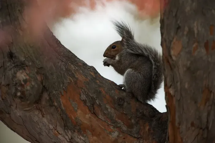 Framed Print : Grey squirrel in tree Framed Print : Grey squirrel in tree