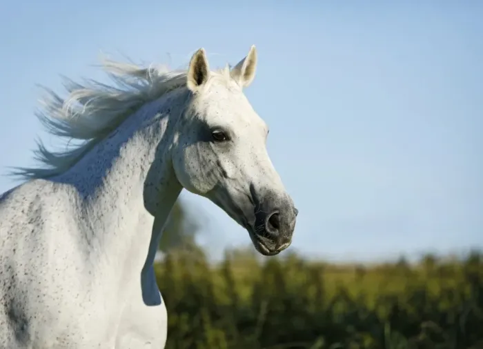 Framed Print : Grey Thuringian Warmblood mare, portrait, galloping Framed Print : Grey Thuringian Warmblood mare, portrait, galloping